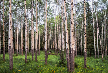 Fototapeta premium Birkenwald