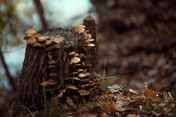 Pilze am Baumstumpf