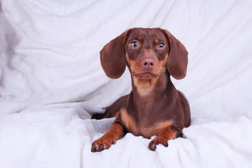 Small cute chocolate dachshund dog on a white background