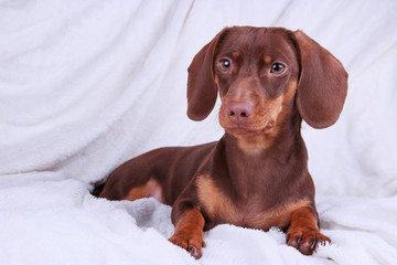 Small cute chocolate dachshund dog on a white background