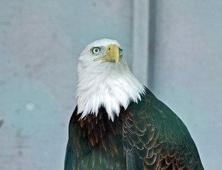 Weisskopfseeadler