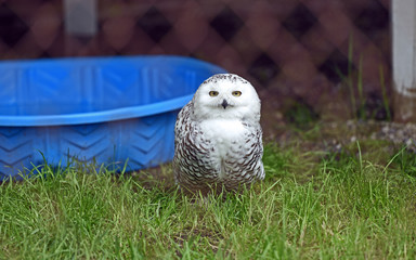 schneeeule im grass