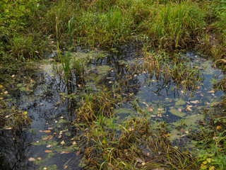 A small bog with a sedge on a glade
