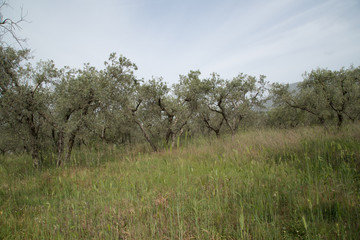 Olive plantation in Umbria