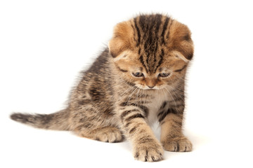 Obraz premium Portrait cat, scottish Fold on white background