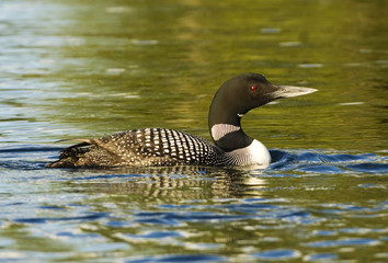 Loon swimming in lake water