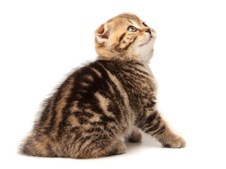 Naklejka premium Portrait cat, scottish Fold on white background