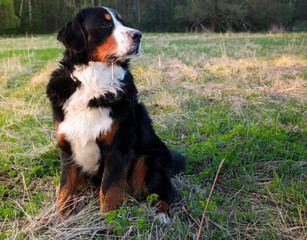 Very soon the Year of the Dog will come. Bernese mountain Dog on a walk in the Park.