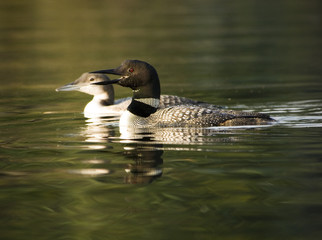 Two Loons swimming in lake, mother and baby