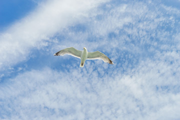White gull flying Lower New York Bay