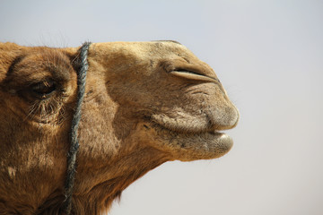 camel face
