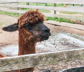Alpaca