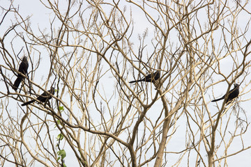 Pássaro passo-preto