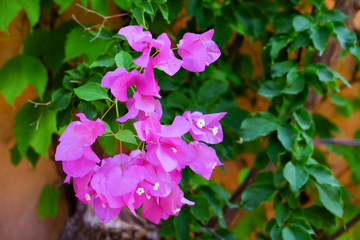 Tropical blooming flowers, closeup