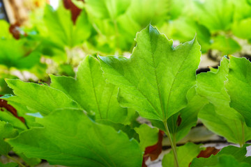Green leaves, closeup