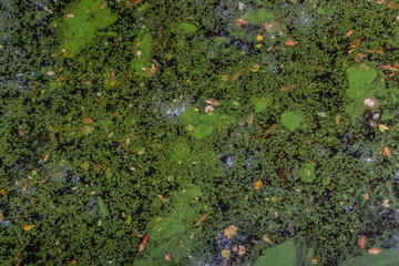 English Water Surface filled with duckweed