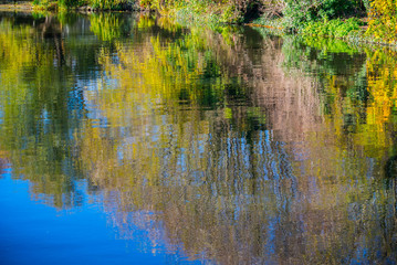 Obraz premium Beautifully Reflected Trees and Leaves in the Water Surface for 3D Texture