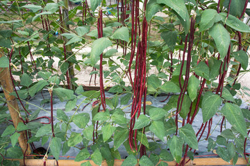 Red yard long bean plantation (Vigna unguiculata).Red long bean cultivation background