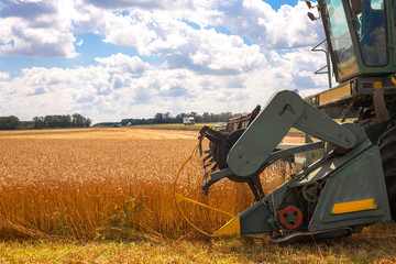 Combine machine is harvesting oats on farm field. combine harvester working on a wheat field....