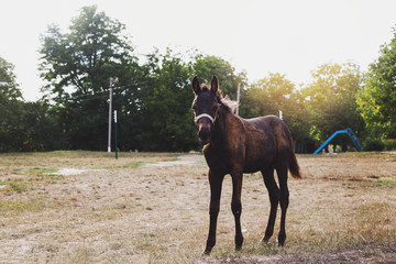 Cute foal in the field in beautiful sunlight