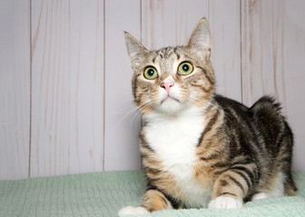 Portrait of a tabby cat laying on a green blanket looking up to viewers left, brown wood wall background with copy space
