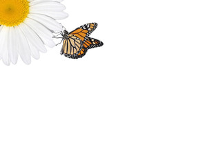 Fototapeta premium Camomile Butterfly, as a symbol of the ecological purity 
