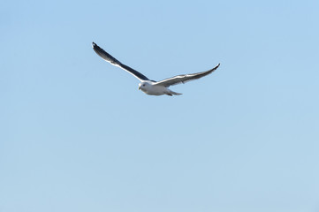 Great Black-backed Gull wings high