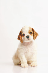 White and red American Cocker Spaniel puppy sitting indoors on a white background