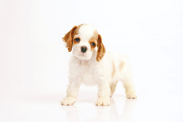White and red American Cocker Spaniel puppy staying indoors on a white background