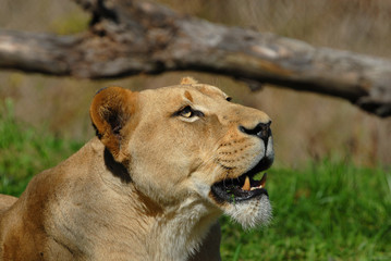 Fototapeta na wymiar Panthera leo