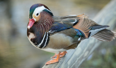 mandarine duck perched