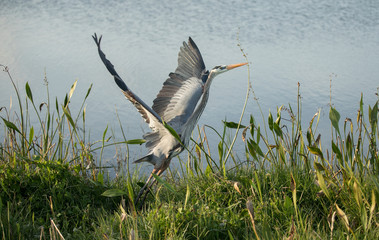 Great blue heron taking flight at sunset in the wetlands
