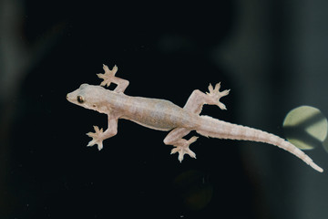 Lizard hang on a glass window in black background