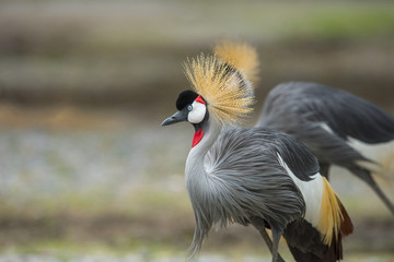 Beautiful bird ,Grey crowned crane