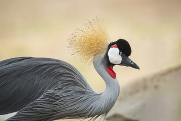 Beautiful bird ,Grey crowned crane