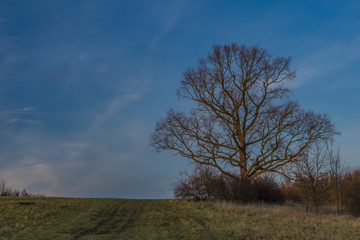Fototapeta na wymiar Meadow with trees near Erbenova observation tower