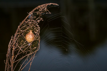 Egg Sac in a Plant