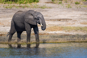 Young elephant drinking from the bank of the Chobe River, Botswana, Africa
