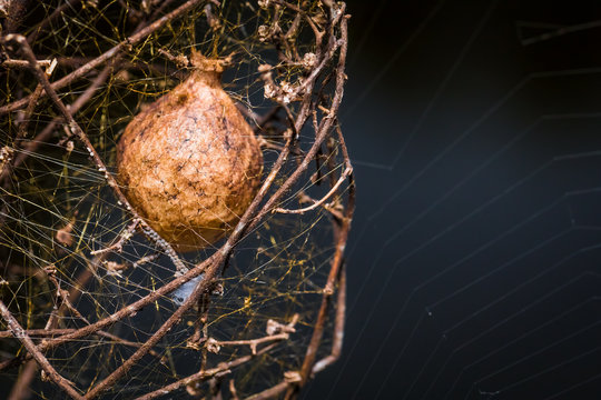 A close up of a spider egg sac