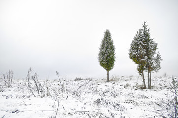 snowy juniper tree in a field. winter landscape