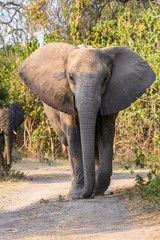 Large elephant walking down a dirt road, towards the viewer, in the African bush, Botswana, Africa
