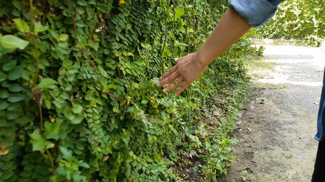 Close Up Of Beautiful Asian Woman Hand Slowly Touch Leaf Of Ivy On The Wall Along The Way She Walking On The Pathway.