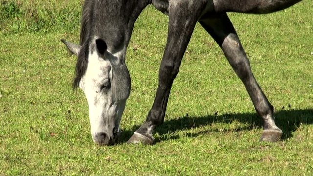 Gray Horse with White Head  Grazing