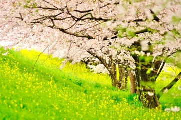 菜の花と桜