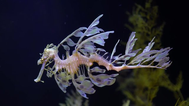 4K Leafy Sea Dragon Seahorse swimming