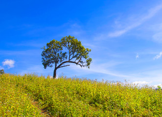 Fototapeta na wymiar Landscape of beautiful blue skyand tree. Silhouette of hills .