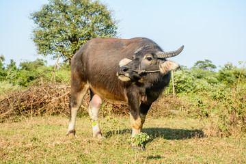 photo of buffalo in pasture