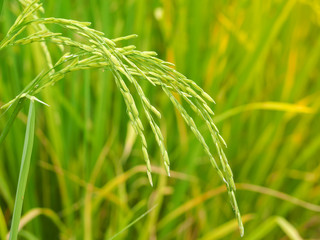 Fototapeta na wymiar New paddy rice (Golden rice) growing in rice fields. Close up of green paddy rice. Thailand