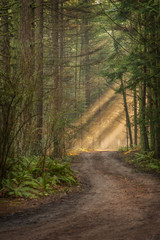 Fototapeta premium Sunlight Shining Through a Forest on a Foggy Morning. Light rays streaming through the fog illuminates the fir and cedar trees on a country dirt road.