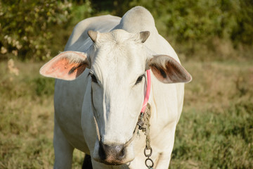 closeup photo of white cow